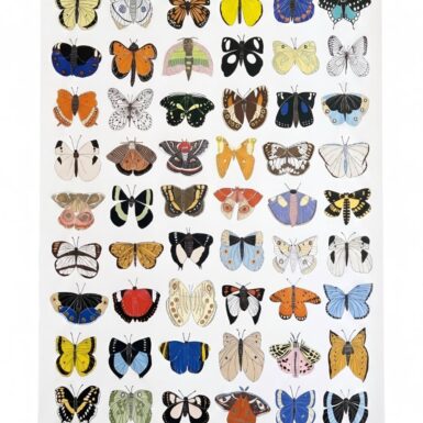 A Gemma Orkin Butterfly Wrapping Sheet, Pack of 10